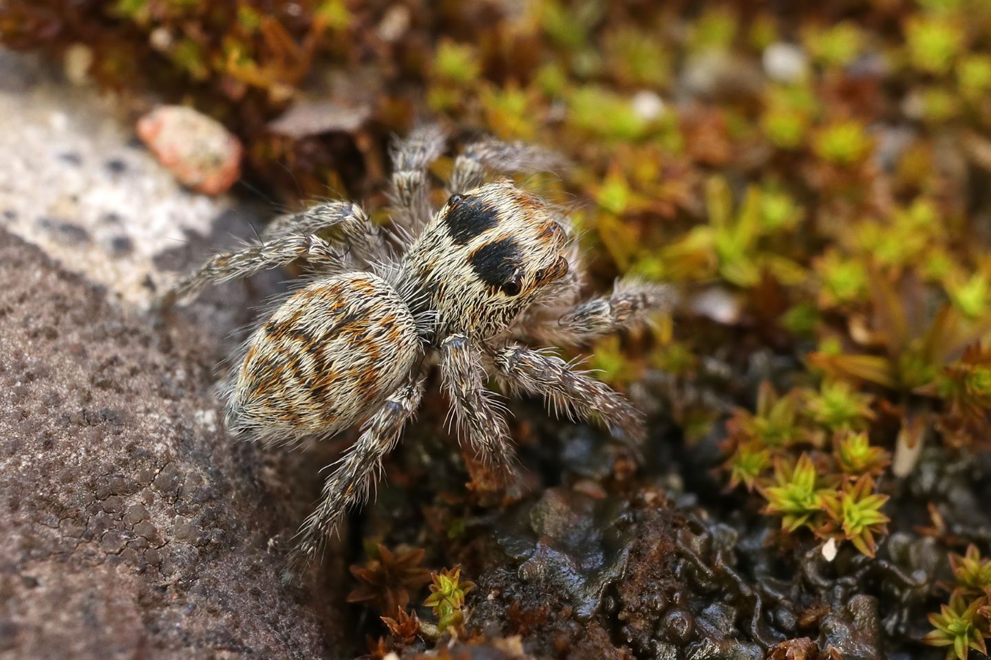 Philaeus chrysops, giovane - Portovenere (SP)